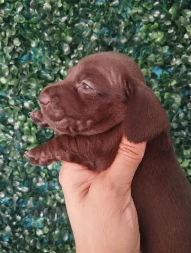 Dachshund (Salsichinha) pêlo curto 