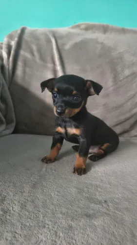 Vendo Pinscher Número 1 