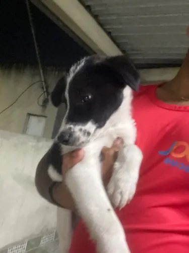 Cachorro