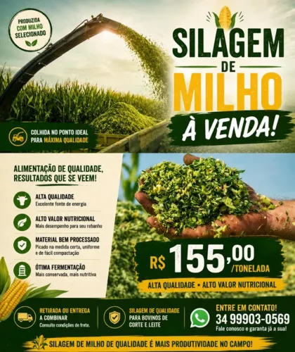 Silagem de milho excelente oportunidade