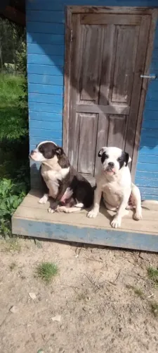 Bulldog campeiro puro pai e mae no local 