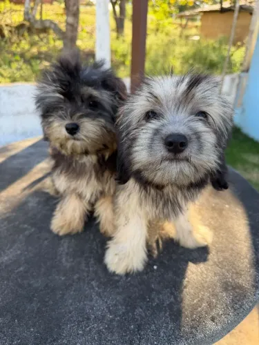Lhasa Apso macho e fêmea