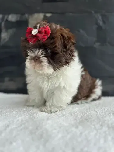 Filhotes de Shihtzu fêmea branca e chocolate! 62 dias 