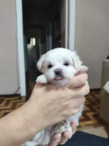 Lindos Maltês Pequeno 