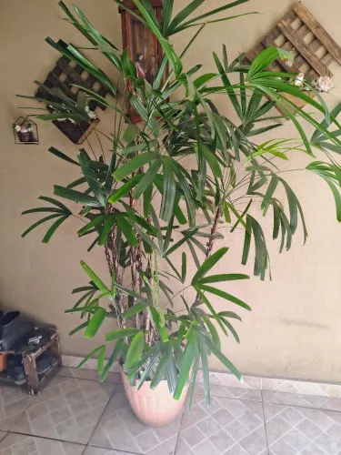 Palmeira Ráfis  Gigante   + de 2 Metros