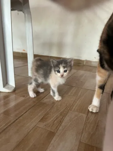 Gata 