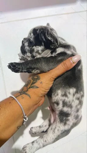 Buldogue francês