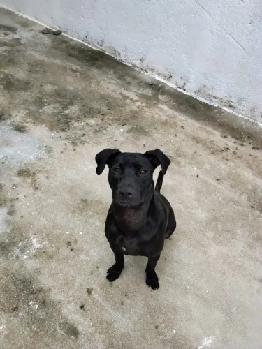 Doação de Pitbull mistura