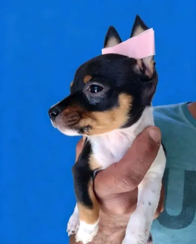 Mini dogs