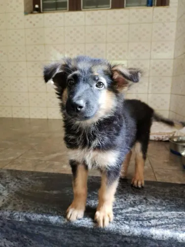 Pastor alemão Um cachorrinho para deixar seus dias mais leves