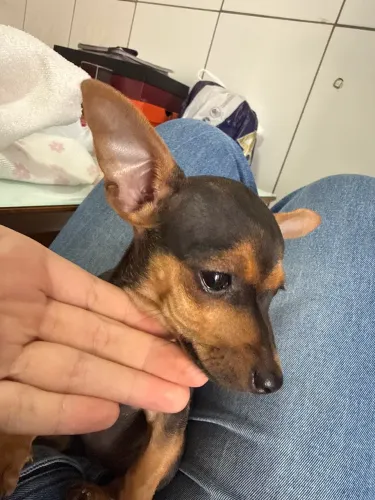 Vende se pinscher 1 mini 