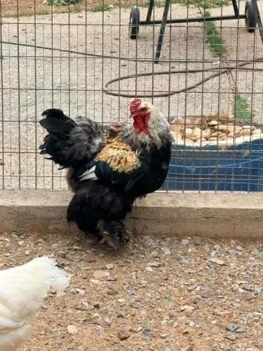 Lote de pintinhos Brahma e Garnize 