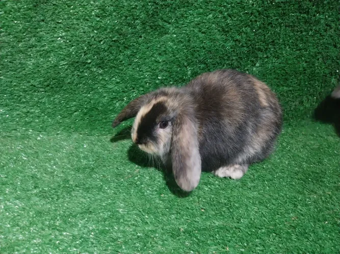 Coelho mini lop