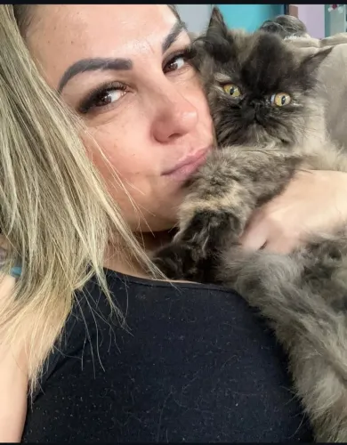 Gata persa sem ser castrada para adoção ,3 anos de idade !
