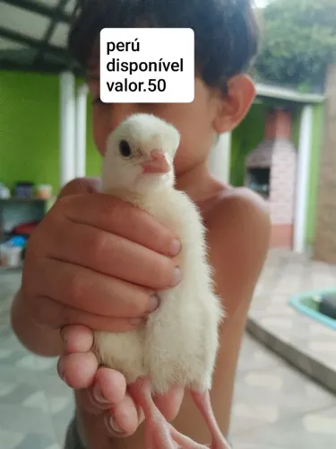 Perú