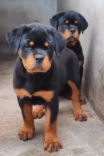 FILHOTES DE ROTTWEILER À VENDA