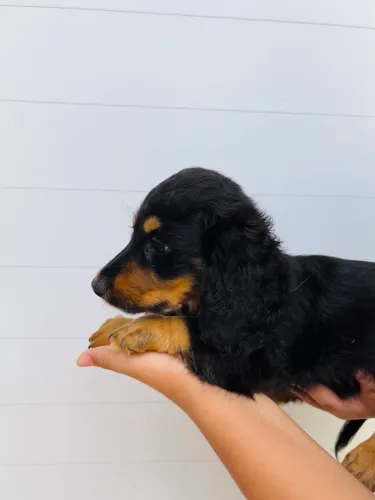 FILHOTE DACHSHUND MINIATURA PELO LONGO