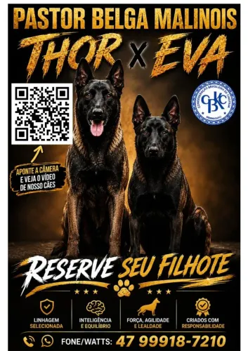 Filhotes de Pastor Belga Malinois com pedigree