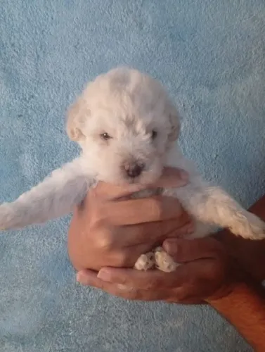 Poodle toy original