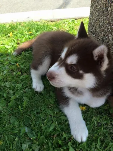 Husky siberiano Um filhote arretado de especial