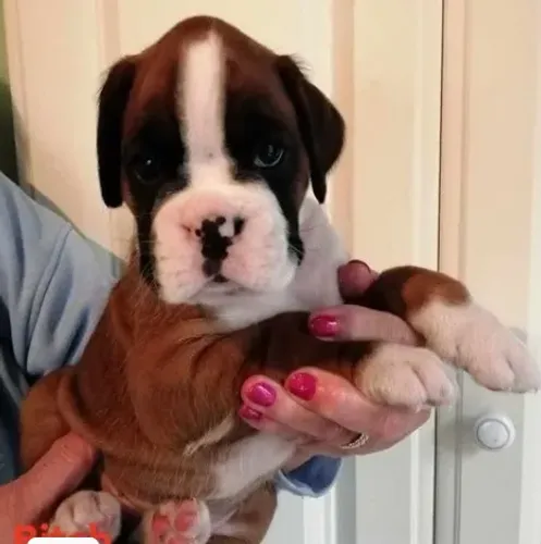 Boxer,Boxer Filhote Muito Amoroso e Dócil