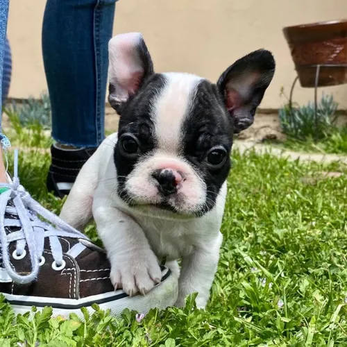 Bulldog francês charmoso 