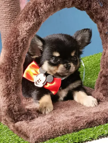 Filhotes de chihuahua machos com procedência Garantia de saúde miniatura $4.500,00