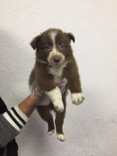 Border Collie de Alta Linhagem - Contrato, Pedigree e Garantias