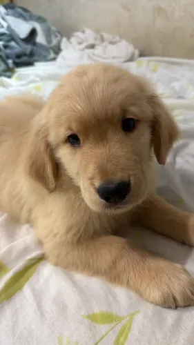 Filhote Golden Retriever - Último