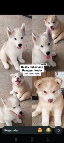 Husky siberiano