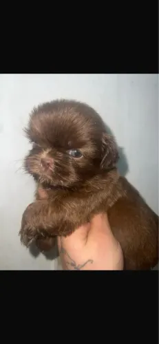Shih-tzu femea chocolate com 50 dias vacinada