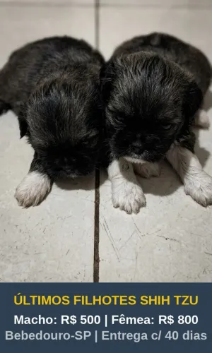 Ofertão OLX: ÚLTIMO FILHOTE DE SHIH TZU EM BEBEDOURO/SP!
