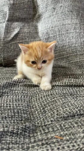 Gatos 50% Persa