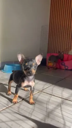 Pinscher filhotes instagram