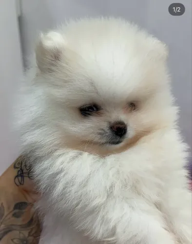 Lulu vacinado com 60 dias 