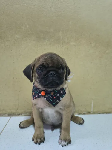 Filhote macho Pug com pedigree