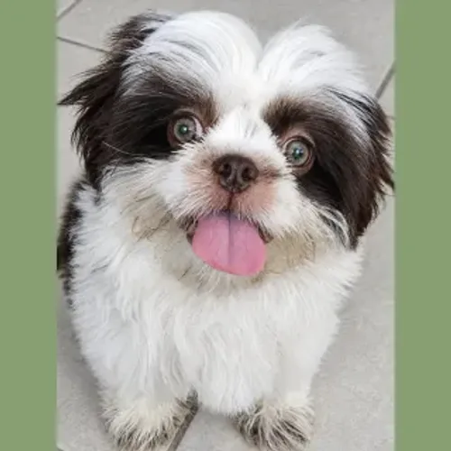 Shitzu filhote olhos verdes machinho linhagem figado choco branco