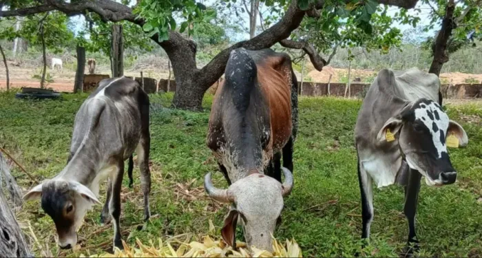 Venda reprodutor Gir, uma vaca e uma garrota