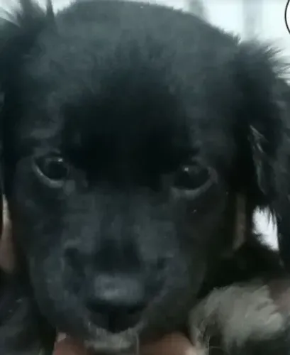 Cachorra fêmea