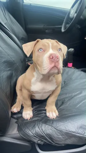 American bully pocket 
