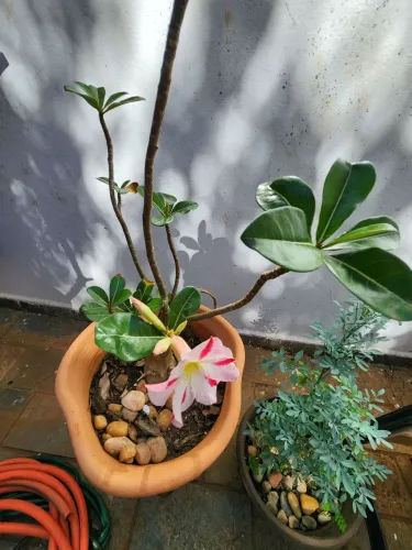Duas Rosas do Deserto já florindo