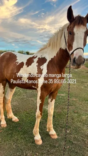 Cavalo