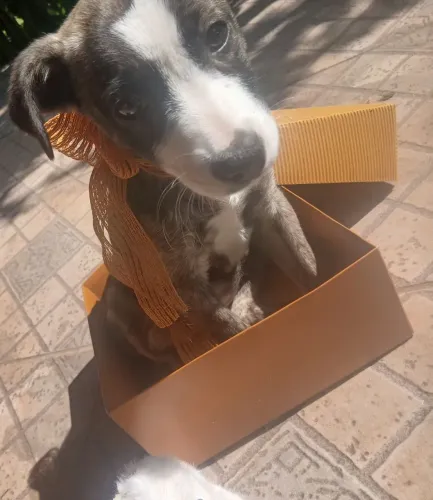 Cachorros para adoção 