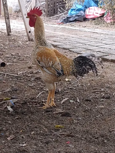 1 galo e duas glinha