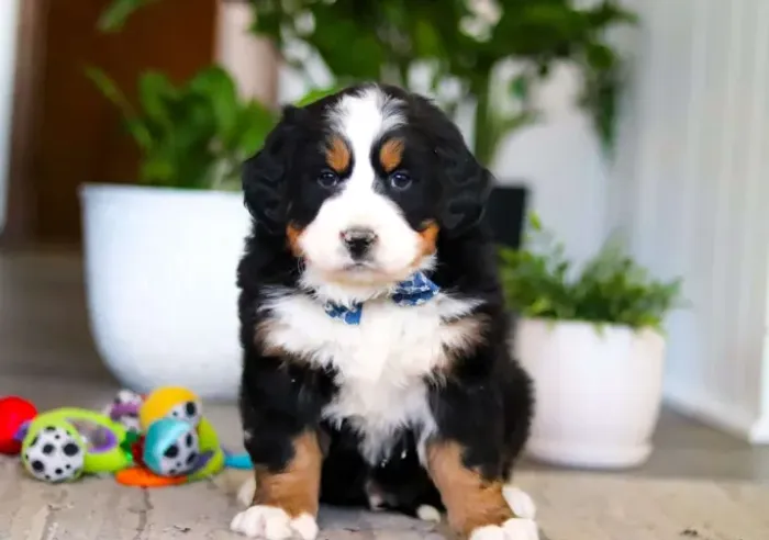 ? Bernese gigante ? lindo e raro HOJE