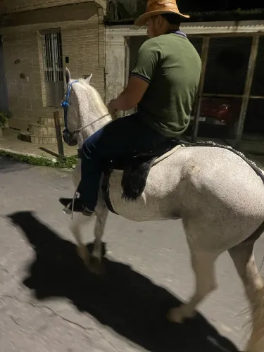 Cavalo
