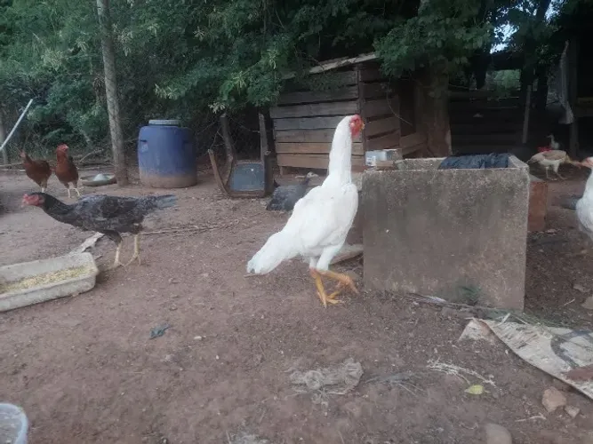 Frango indio branco