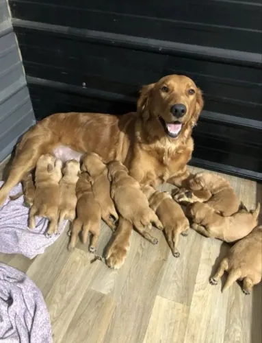 Doação golden retriver