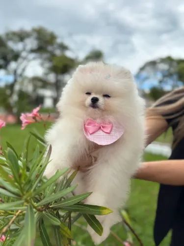 Lulu Russa padrão ursinho , mini