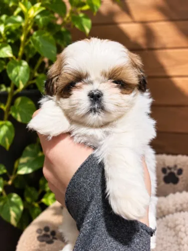 Shih tzu alto padrão 
